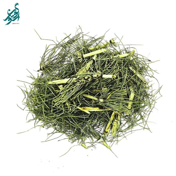 گیاه دم اسبی